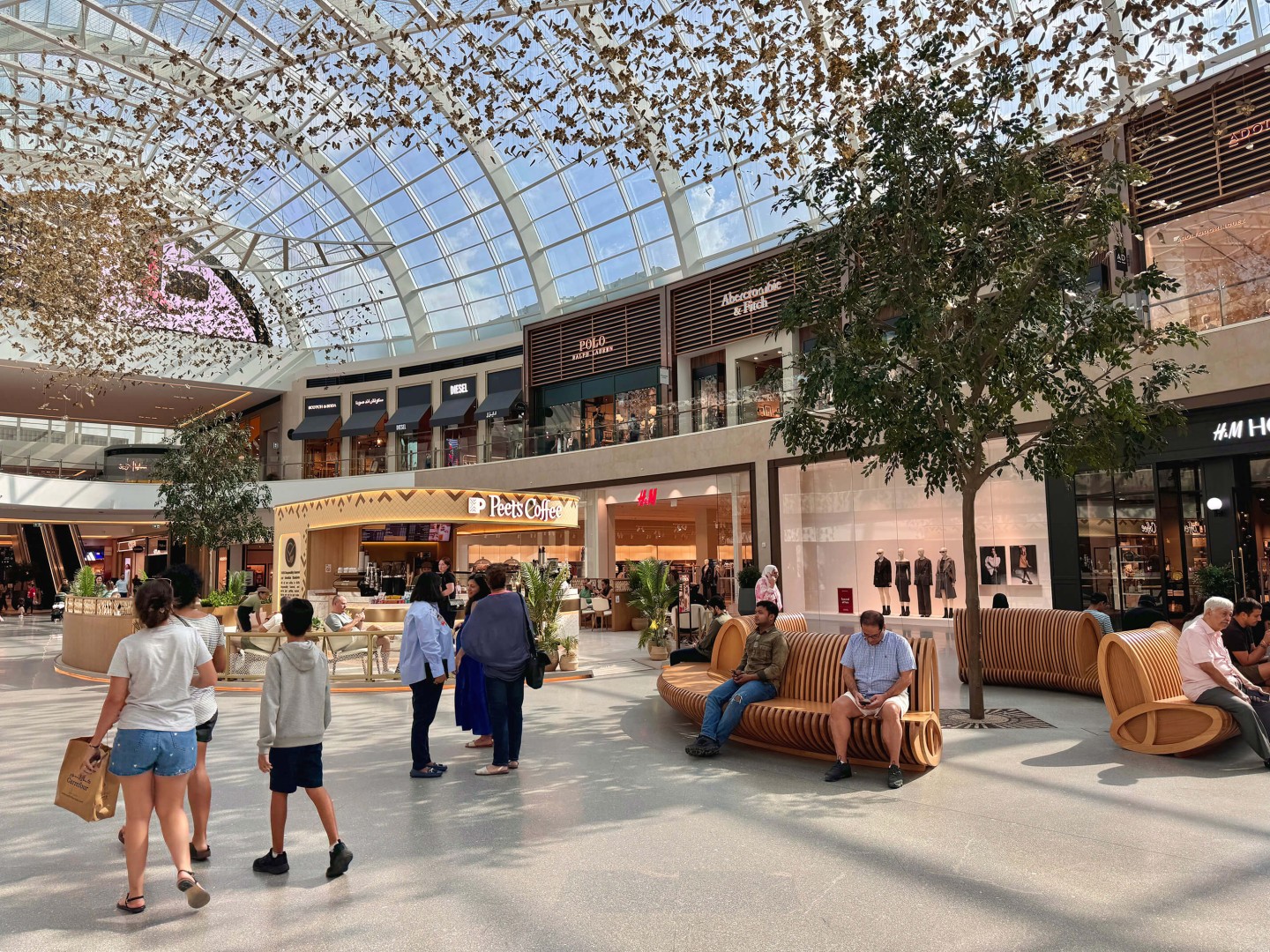 Ficus Trees in Dubai Hills Mall